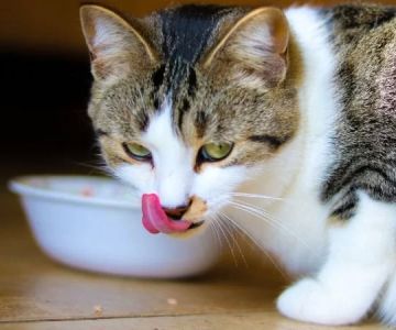 Cat Suddenly Refusing to Eat Dry Food? Here’s What You Need to Know