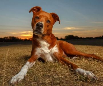 Why Is My Dog Not Responding to Their Name? Behavior Explained and Fixed