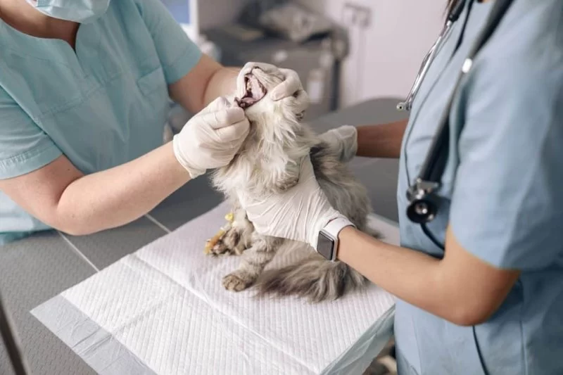 Do Pets Need Dental Cleanings? What Vets Recommend Annually That Could Save Your Pet's Life