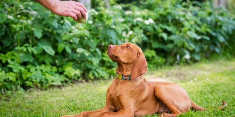 Best Positive Reinforcement Techniques for Pet Training Explained Simply