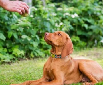 Best Positive Reinforcement Techniques for Pet Training Explained Simply