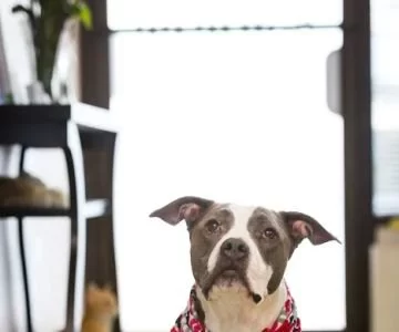 Most Common Household Toxins That Could Harm Your Pet Explained Simply