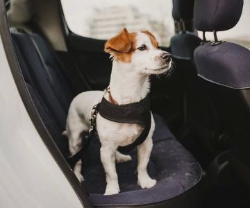 Traveling with Pets: How to Keep Your Dog or Cat Safe & Calm on the Road in 2025