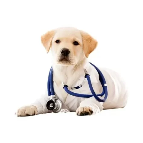 What It Really Costs to Become a Veterinarian in the U.S. (2025 Guide)