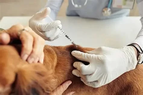 Veterinary Vaccination Schedules: What Your Pet Needs, When, and Why It Matters