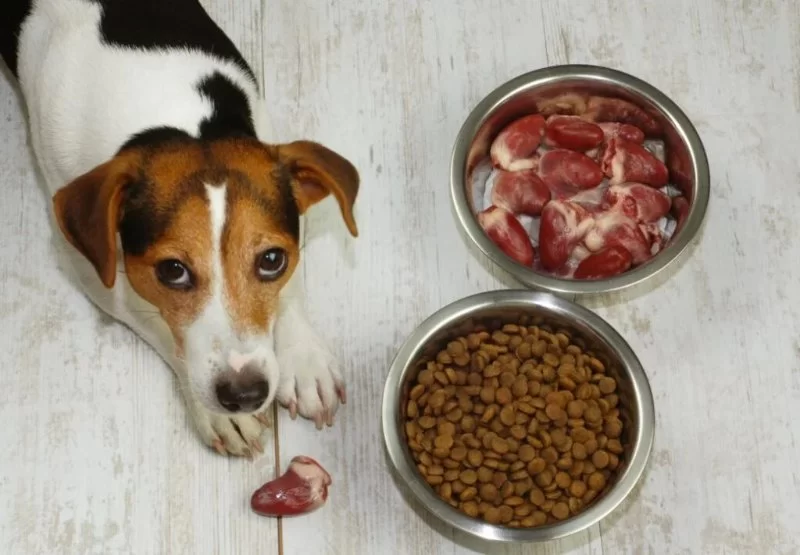 Can Dogs Eat Chicken Hearts – Benefits, Risks, and Feeding Tips