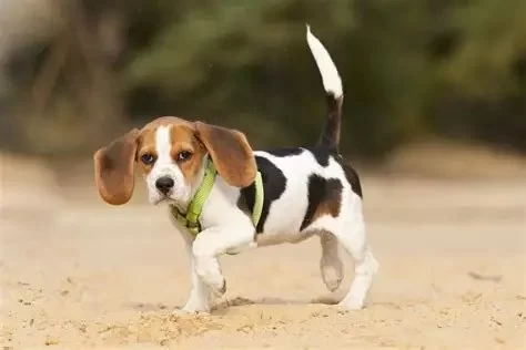 Dog Limping After Playing With Other Dogs – Causes, Care, and Prevention