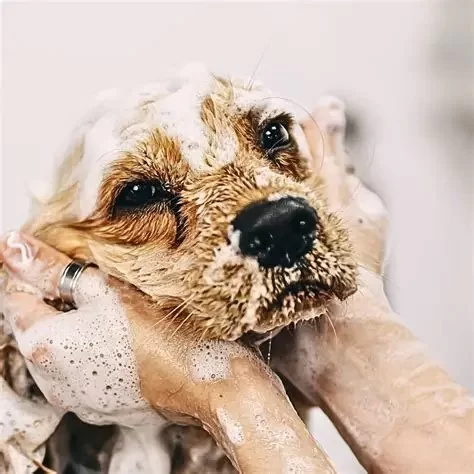 Seasonal Pet Care Tips Every Owner Should Follow