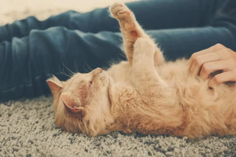 Why Is My Cat Pawing at Their Face or Eyes Frequently? Causes and Solutions