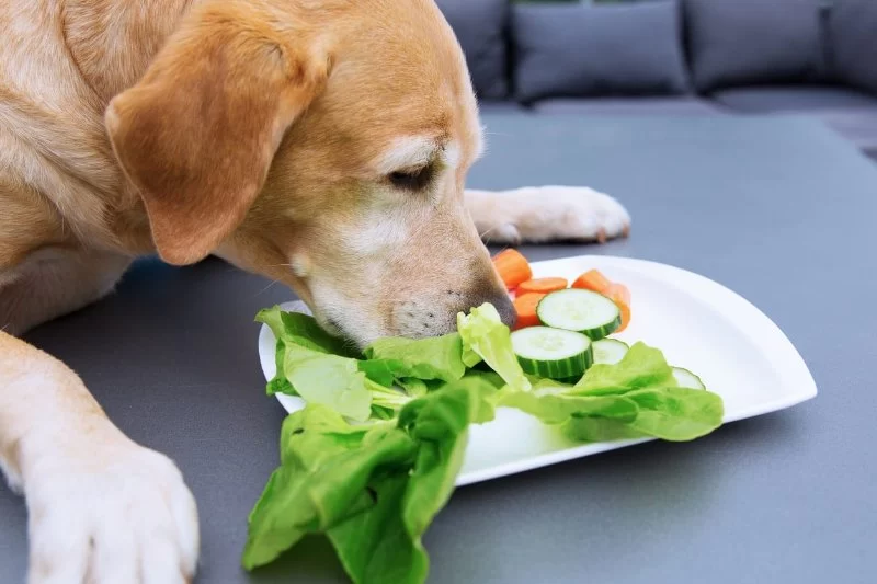 Can Dogs Eat Spinach and Broccoli? Benefits, Risks, and Tips