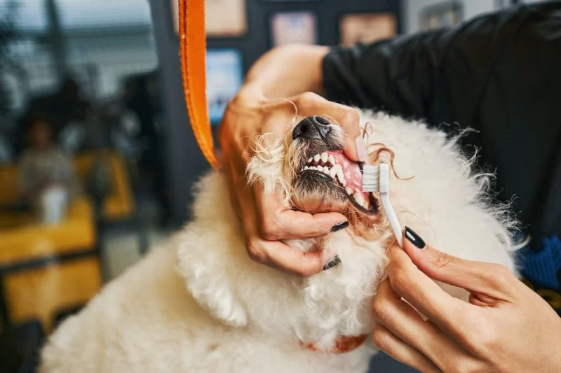 Do Pets Need Dental Cleanings? Annual Vet Recommendations