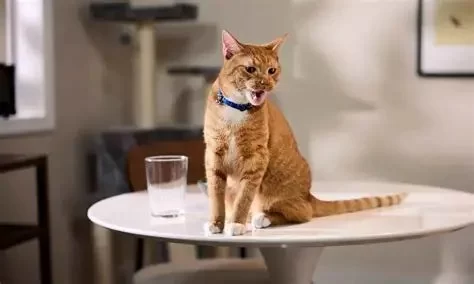 Cat Meowing Excessively at Night: Causes and Solutions in 2025