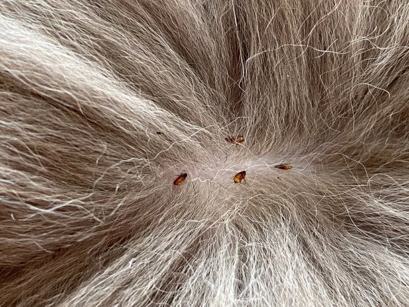 How to Treat and Prevent Fleas on Your Cat in 2025