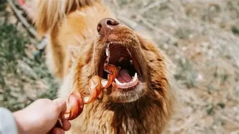 How to Handle Your Dog's Chewing Behavior and Redirect It in 2025