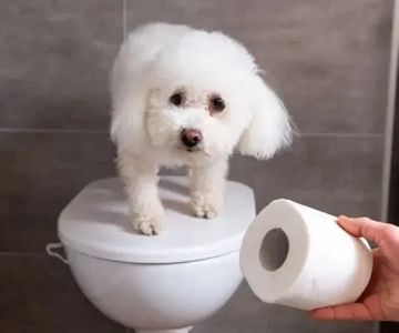 10 Common Causes of Dog Diarrhea and When to See a Vet You Shouldn't Ignore