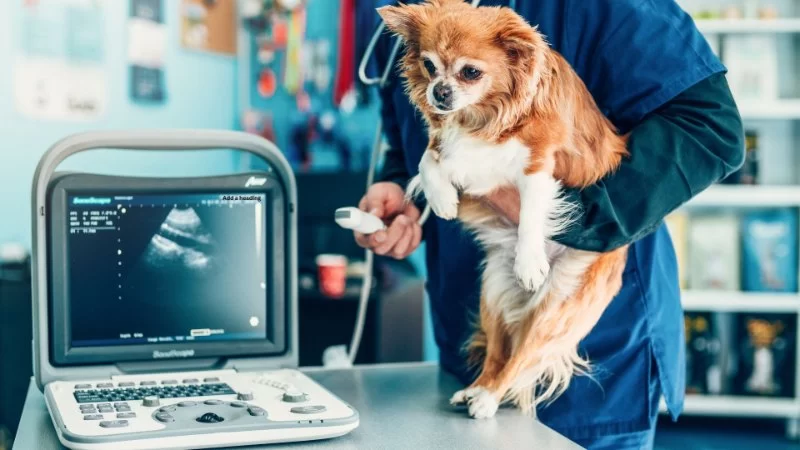 How to Become a Veterinary Radiologist: Education, Experience, and Career Insights
