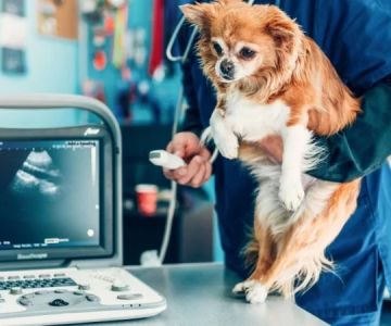 How to Become a Veterinary Radiologist: Education, Experience, and Career Insights