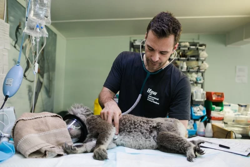 What Courses to Take to Become a Veterinarian: A Step-by-Step Academic Guide