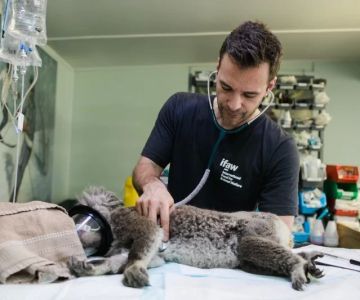 What Courses to Take to Become a Veterinarian: A Step-by-Step Academic Guide
