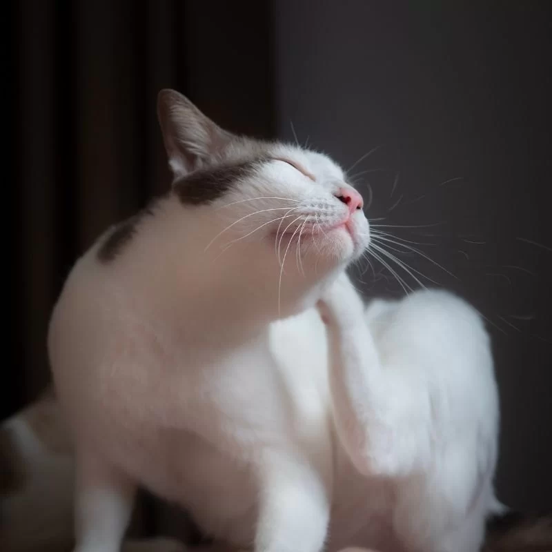 Cat Scratching Ears Excessively: Causes, Care, and Prevention