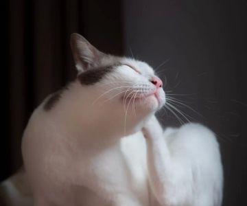 Cat Scratching Ears Excessively: Causes, Care, and Prevention