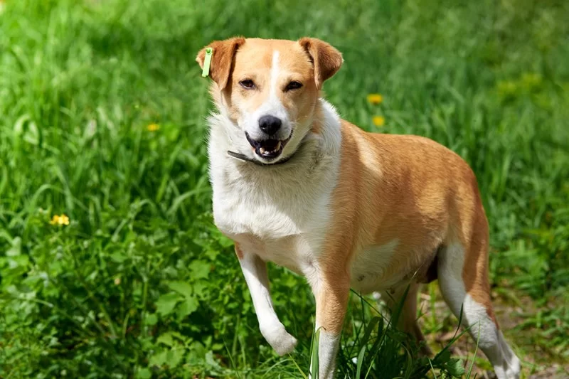Dog Limping After Long Walk: Causes, Care, and Prevention
