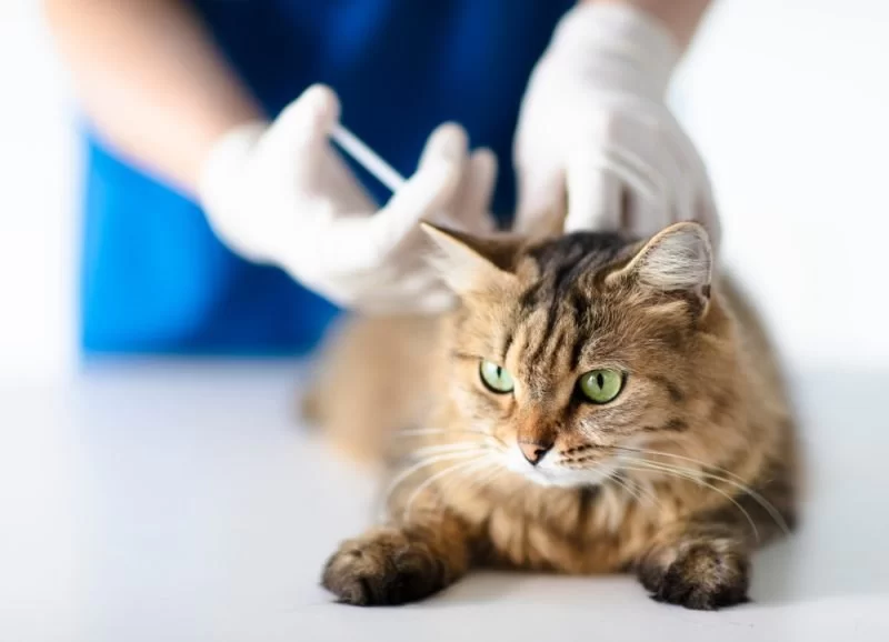 How Often Should Cats Get Vaccinated? 2025 Vet-Approved Booster Schedule