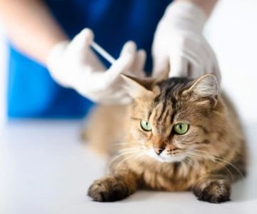 How Often Should Cats Get Vaccinated? 2025 Vet-Approved Booster Schedule