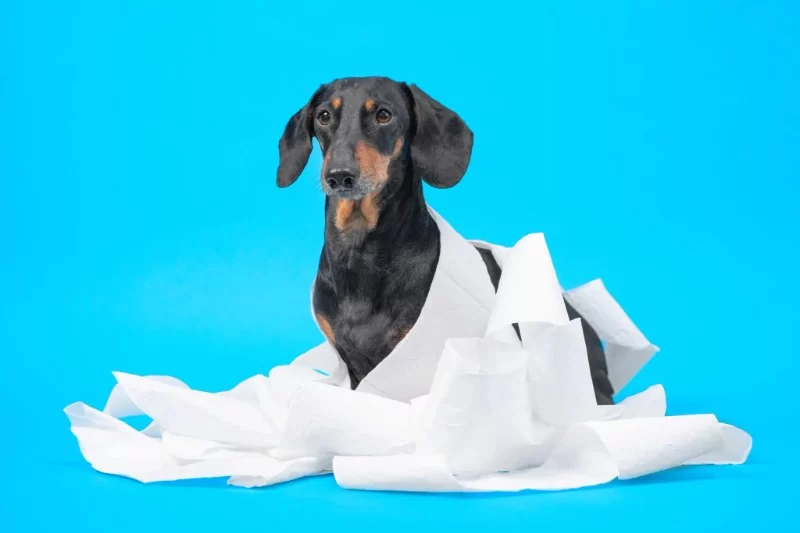 10 Common Causes of Dog Diarrhea and Natural Remedies Vets Recommend