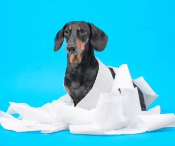 10 Common Causes of Dog Diarrhea and Natural Remedies Vets Recommend