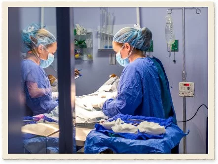 Veterinary Surgery for Pets: Common Procedures and Recovery Tips
