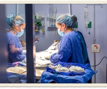 Veterinary Surgery for Pets: Common Procedures and Recovery Tips