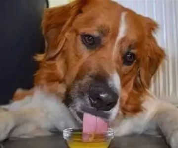 Can Dogs Eat Orange Juice? Vet Advice, Risks & Safe Alternatives