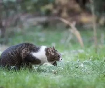 Cat Vomiting and Drinking Water Excessively? Here's What It Could Mean