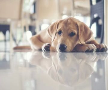 Dog Suddenly Acting Withdrawn and Quiet? What It Means and How to Help