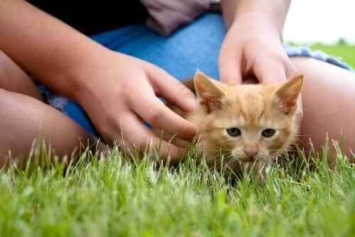 How to Socialize a Shy Cat with New People and Pets According to Experts