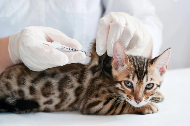 How Often Should Cats Get Vaccinated? 2025 Booster Schedule Guide