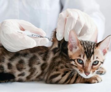 How Often Should Cats Get Vaccinated? 2025 Booster Schedule Guide
