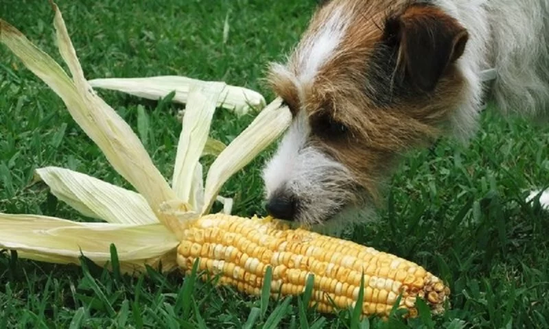Can Dogs Eat Sweet Corn? What Pet Owners Need to Know