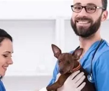How Much Is the Average Salary for a Veterinarian in the U.S.?