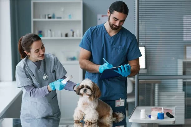Who Do You Report a Veterinarian To? A Guide for Concerned Pet Owners