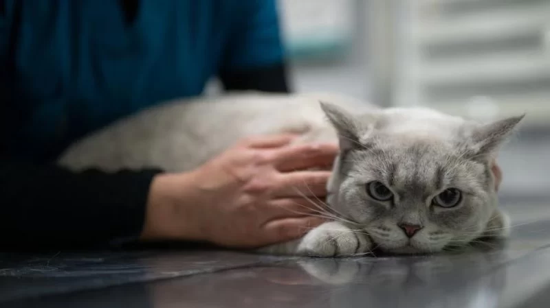 Why Is My Cat Shaking When Picked Up? Causes and Solutions