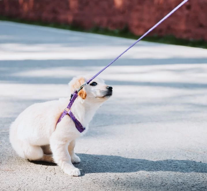 Dog Refusing to Walk? Here's What It Could Mean and How to Help