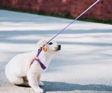 Dog Refusing to Walk? Here's What It Could Mean and How to Help
