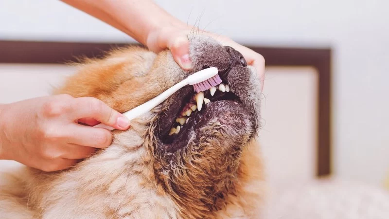 How to Spot Early Signs of Dental Disease in Dogs and Cats Every Owner Should Know