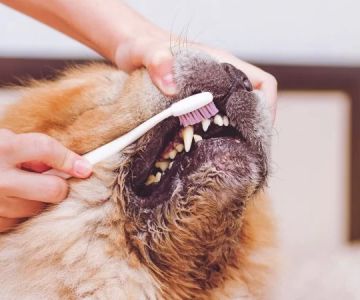 How to Spot Early Signs of Dental Disease in Dogs and Cats Every Owner Should Know