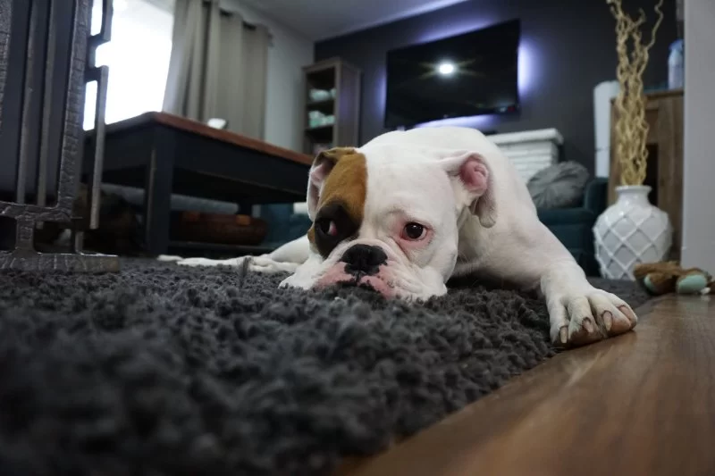 Using Health Dashboards to Catch Early Signs of Pet Illness With Natural Remedies