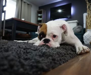Using Health Dashboards to Catch Early Signs of Pet Illness With Natural Remedies