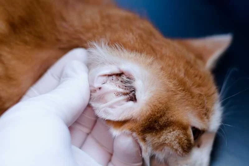 Signs Your Cat Has Ear Mites: Symptoms, Treatments & Prevention Every Owner Should Know