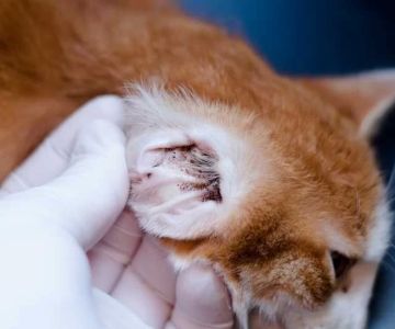 Signs Your Cat Has Ear Mites: Symptoms, Treatments & Prevention Every Owner Should Know